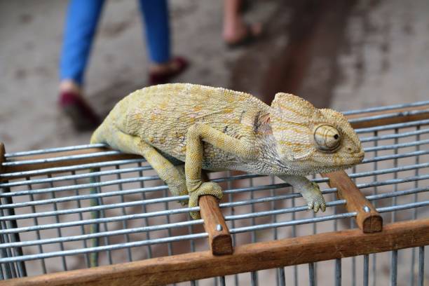istock Chameleon On Top Of Cage 1046171390