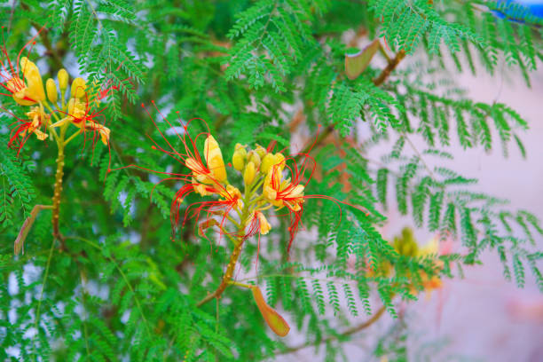 bird of paradise shrub or Erythrostemon gilliesii flowers stock photo