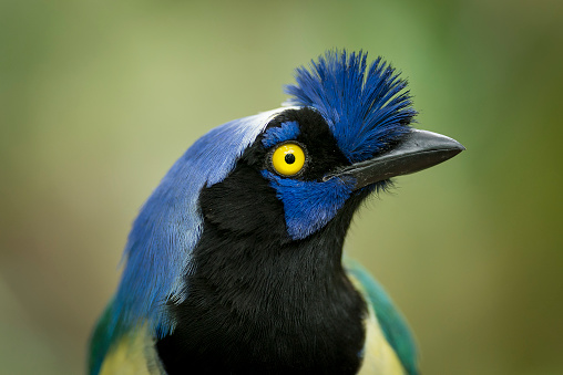 A Inca Jay bird from Santa Maria in Colombia