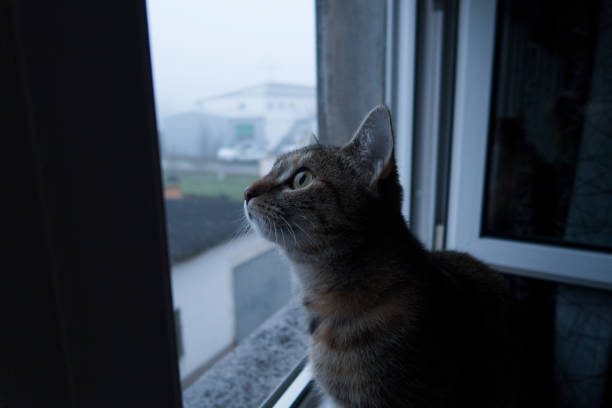 istock beautiful cat sitting on a windowsill looking outside 1046175784
