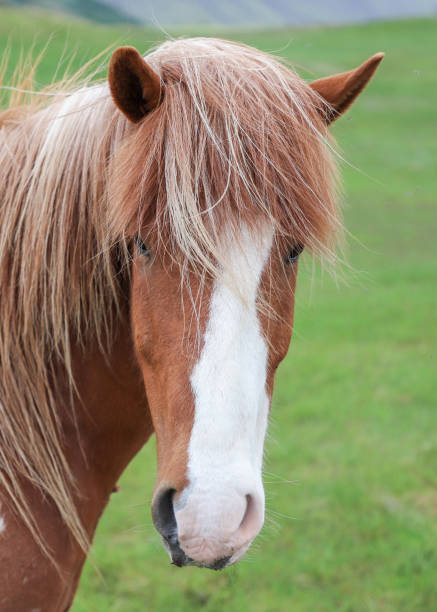 istock Brown horse in Inceland 1046175874