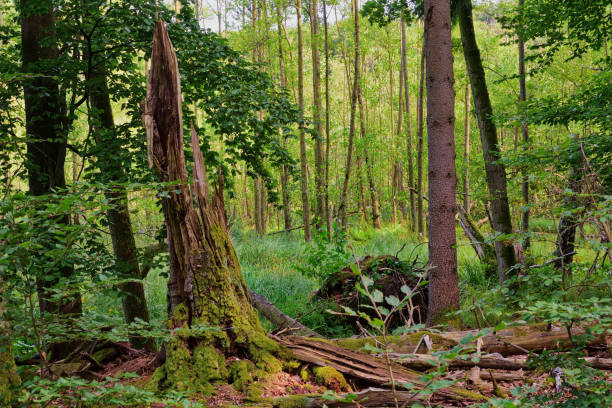 istock rotten trunk infront of young forest 1046181386