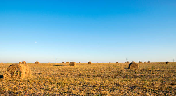 rolls of hay on the field after harvest - romanian hay imagens e fotografias de stock