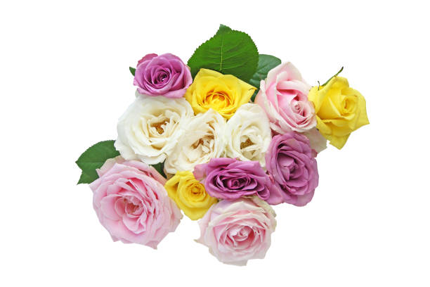 istock bouquet of roses in a white background 1046184478