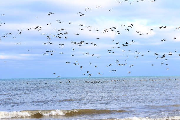 geese formation on flying - north dakota imagens e fotografias de stock