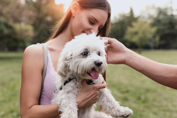 istock He's a couple's best friend 1046189868