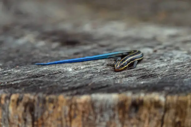 Juvenile five-lined skink on tree stump. It is a species of lizard endemic to North America and one of the most common lizards in the eastern U.S. They are insectivorous, feeding on small insects.