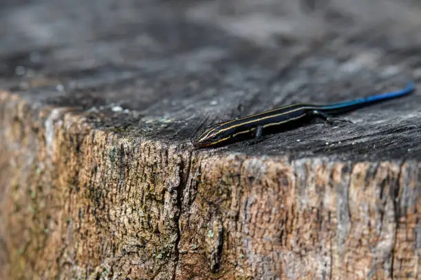 Juvenile five-lined skink on tree stump. It is a species of lizard endemic to North America and one of the most common lizards in the eastern U.S. They are insectivorous, feeding on small insects.