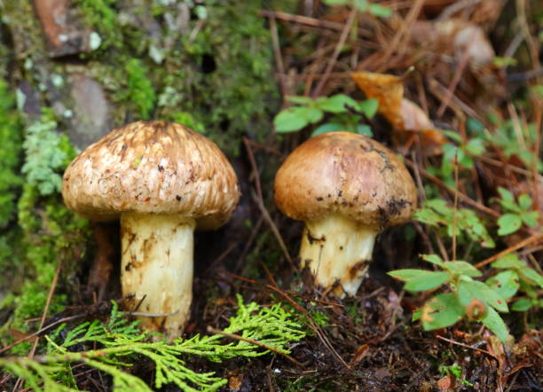 istock rera mushroom matsutake japanese kouyasan 1046193014