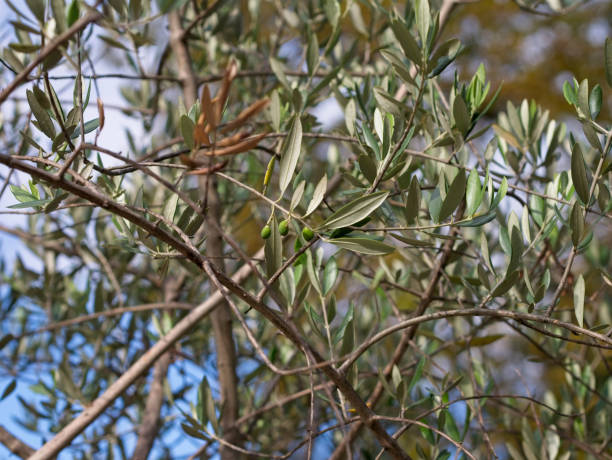 istock Close-up of green olives tree 1046201434