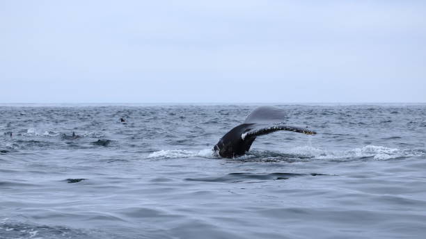 istock Humpback whales diving 1046202442