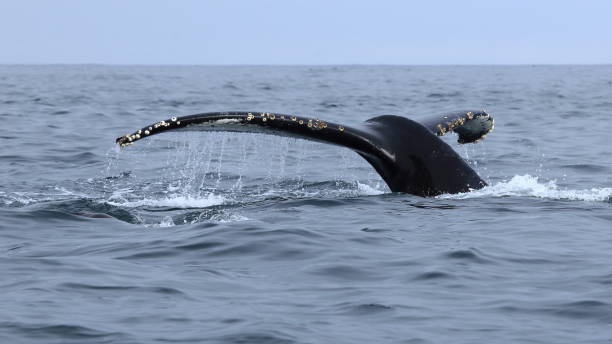 istock Humpback whales diving 1046202460