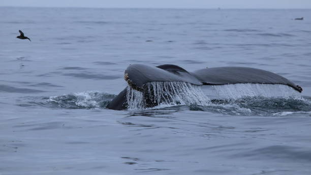 istock Humpback whales diving 1046204998