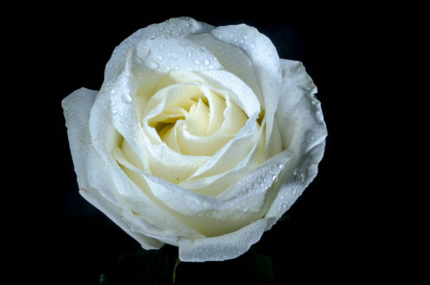 istock White rose with drops of dew 1046207640