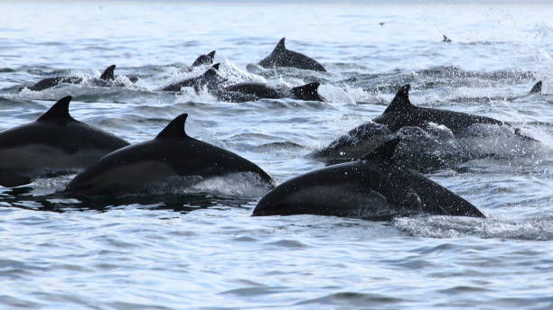 Dolphins stock photo