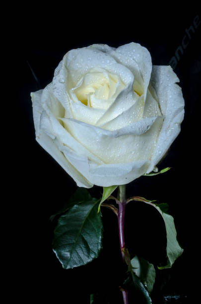 istock White rose with drops of dew 1046208378