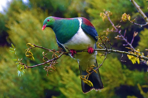 A Kereru, also known as a New Zealand Wood Pigeon, sitting and eating from a Kowhai tree in the rain