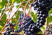 Concord Grapes on Vine