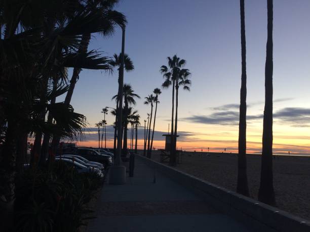 istock Newport Beach - Palm Trees at Sunset 1046242382