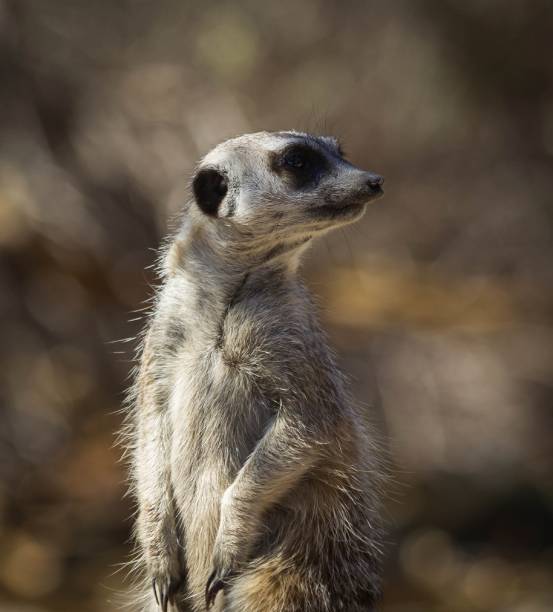 istock a meerkat standing on guard 1046248686