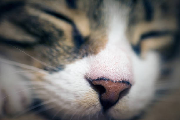 istock close up of cute sleeping cat, 1046249308
