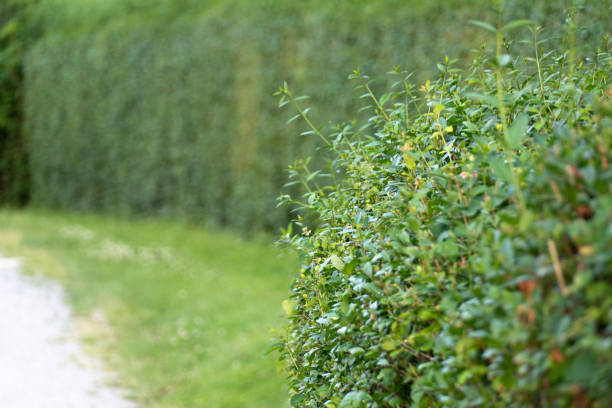 hedge Hedge and garden path privet stock pictures, royalty-free photos & images