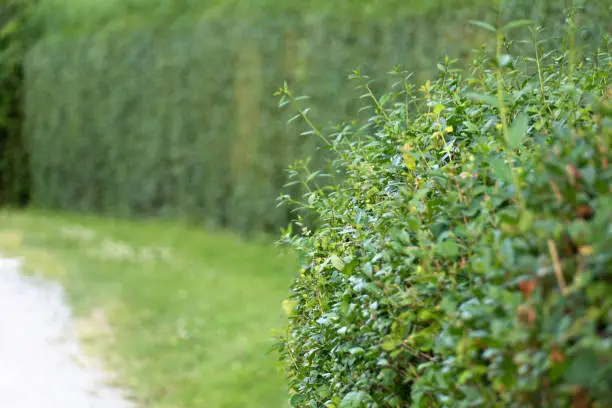 Hedge and garden path