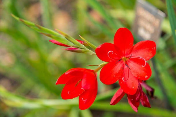 istock Hesperantha coccinea ‘Major' - Crimson flag 1046252808