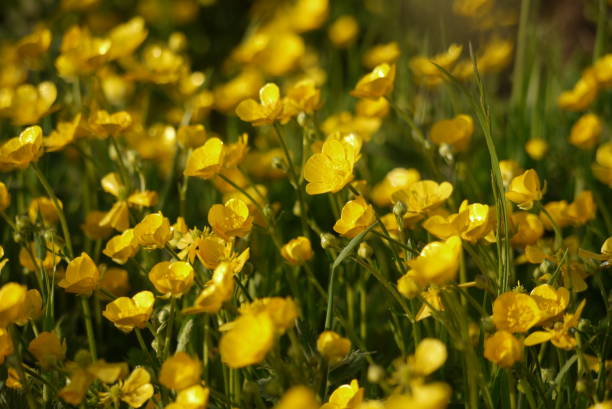 istock Seasonal, Colourful Flowers 1046258832