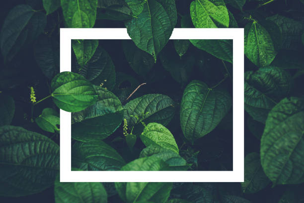 istock Water drops on Sacha Inchi green leaves, Dark tone,creative paper card note layout concept 1046259036