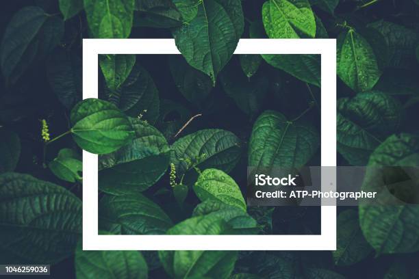 Water Drops On Sacha Inchi Green Leaves Dark Tonecreative Paper Card Note Layout Concept Stock Photo - Download Image Now