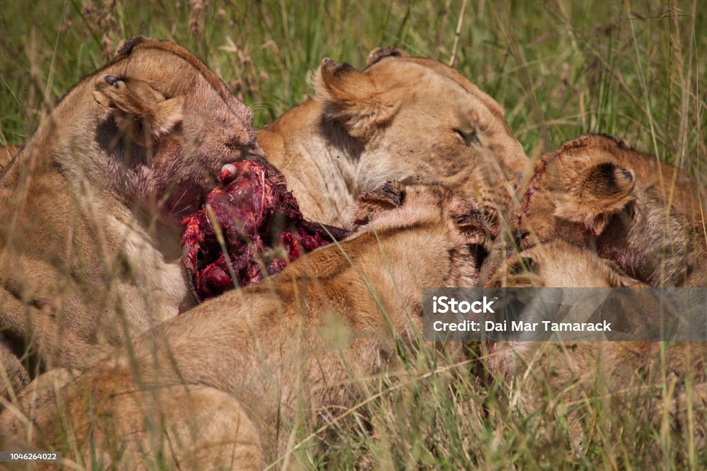 Ferocious Eating Pride Of Lions Stock Photo - Download Image Now - Africa,  African Culture, Animal - iStock
