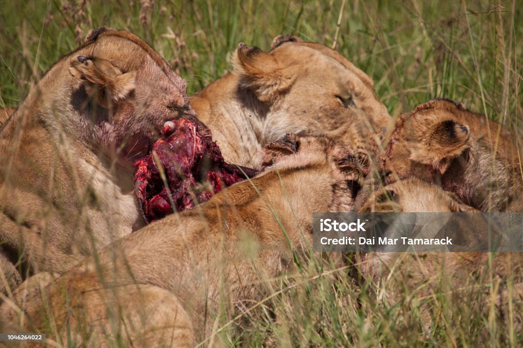 Ferocious Eating Pride Of Lions Stock Photo - Download Image Now - Africa, African Culture, Animal - iStock Ferocious Eating Pride Of Lions Stock Photo - Download Image Now - Africa, African Culture, Animal - iStock