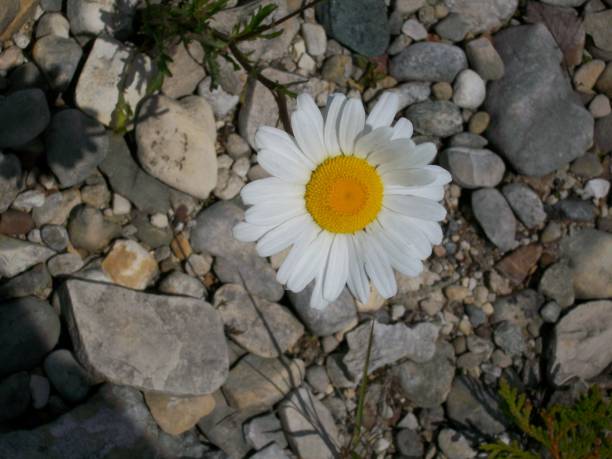 istock Daisy of the Rocks 1046264462