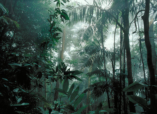 istock View of tropical rain forest 104627043