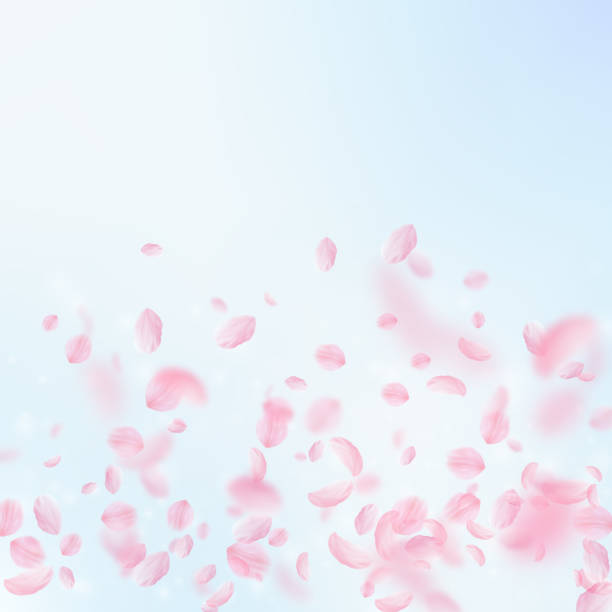 istock Sakura petals falling down. Romantic pink flowers gradient. Flying petals on blue sky square backgro 1046281310