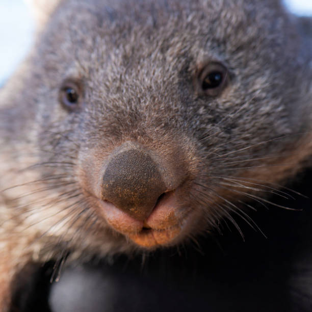 istock Wombat outside during the day. 1046288120