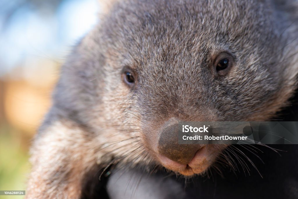 Wombat outside during the day. Large Australian wombat outside during the day being held. Animal Stock Photo