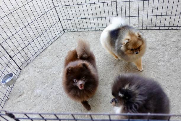 istock Pomeranian Puppies inside pet gate 1046288158