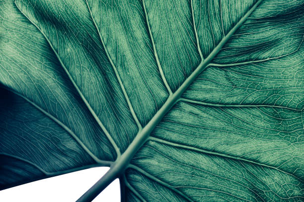 тропические текстуры пальмового листа, фон природы - beauty in nature blue bush color image стоковые фото и изображения