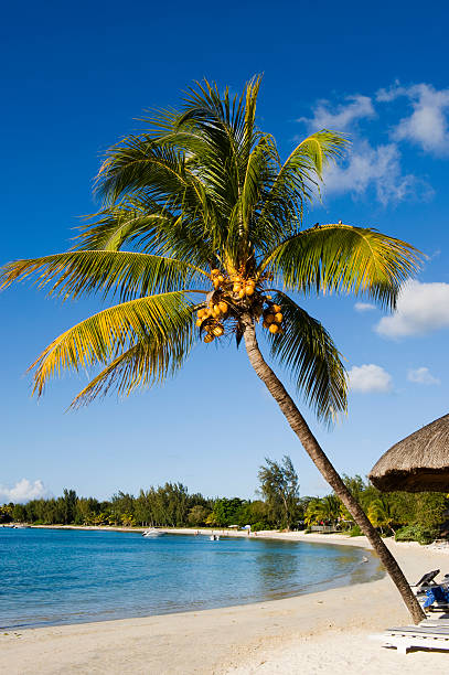 istock Tropical beach with coconut palm trees 104629125