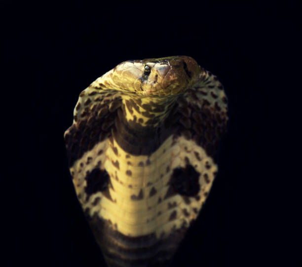 Close-up of Front View of a Spectacled Cobra isolated on black snake hood stock pictures, royalty-free photos & images