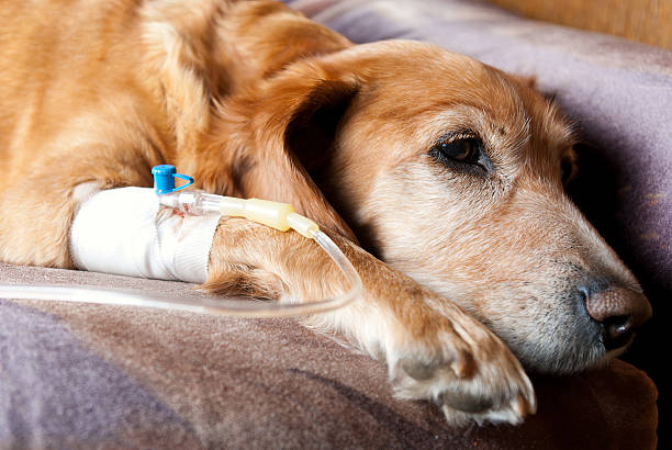 tired dog lying with cannula taking infusion tired dog lying on bed with cannula in vein taking infusion tracheotomy tubing stock pictures, royalty-free photos & images