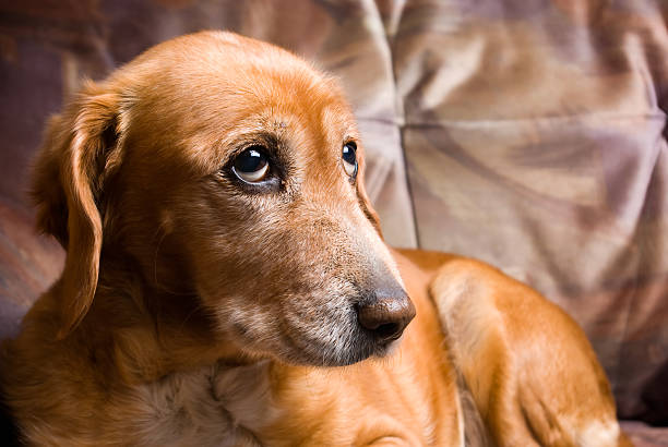 sad looking golden dog laying on the couch