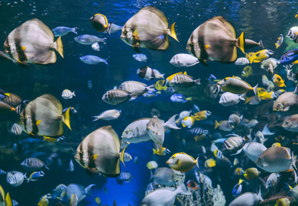 acuario de ripley en toronto, canadá. - natural landmark nature recreational pursuit ontario fotografías e imágenes de stock