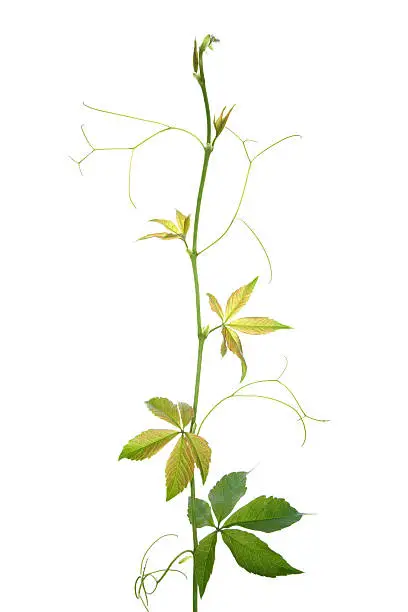 Photo of green creeper plant on white