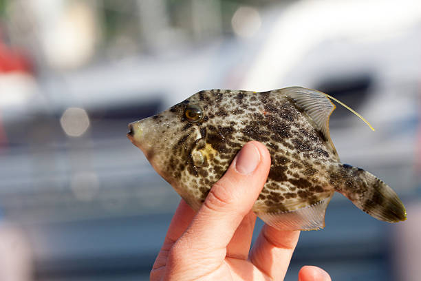 istock Reticulated filefish in woman hand 104630848