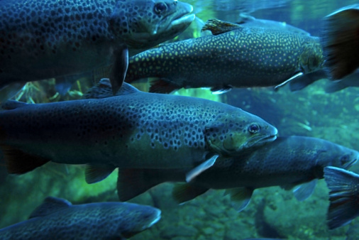 bluish underwater scenery showing a swarm of Trouts