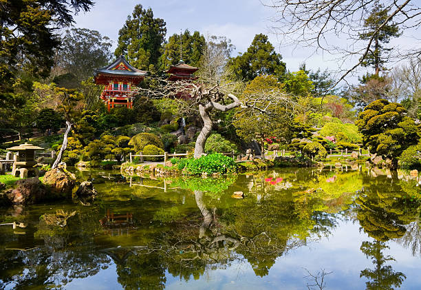 японский чайный сад - golden gate park стоковые фото и изображения