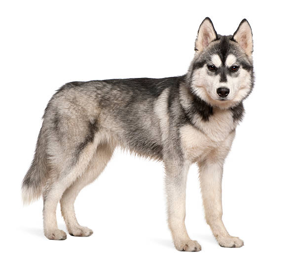 Side view of Siberian husky, standing and looking at camera. Siberian husky, 6 months old, standing in front of white background. siberian husky stock pictures, royalty-free photos & images